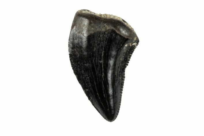 Theropod (Raptor) Tooth - Judith River Formation #198808